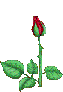 rose épanouie