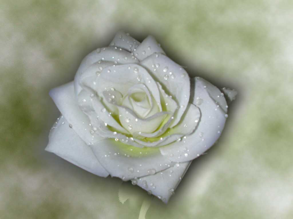 rose blanche
