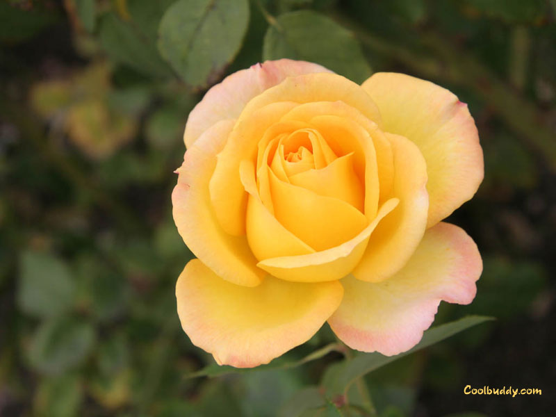 rose lien vers la Bretagne