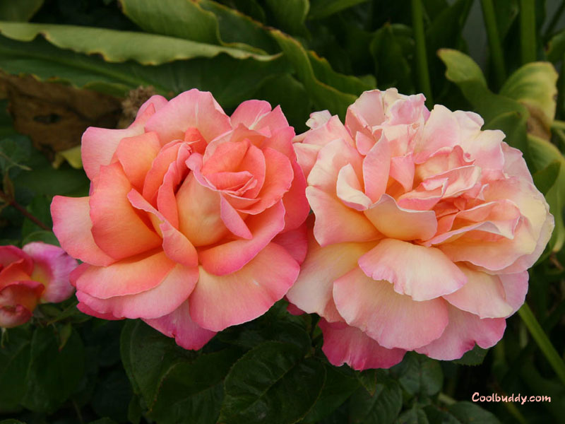 rose lien vers mémoires