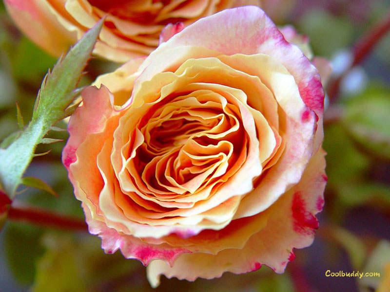 rose lien vers poème