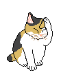 chaton