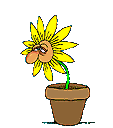 fleur fanée