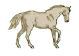 cheval gris