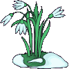 perce-neige