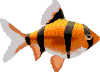 poisson Boutrou