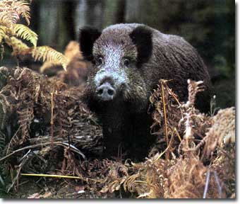 sanglier