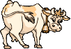 vache