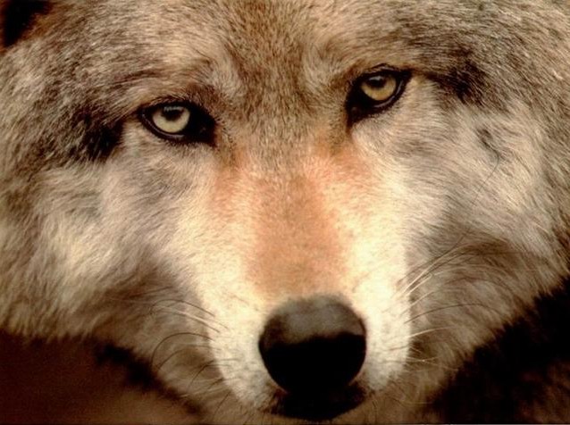 le regard du loup loup de face