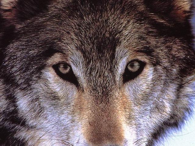 retour à la page d'accueil loup de face