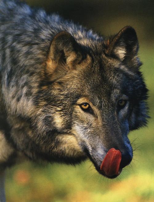 loup gourmand