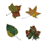 feuille
