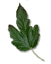feuille verte