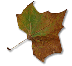 feuille