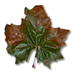 feuille morte
