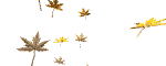 Pluie de feuilles